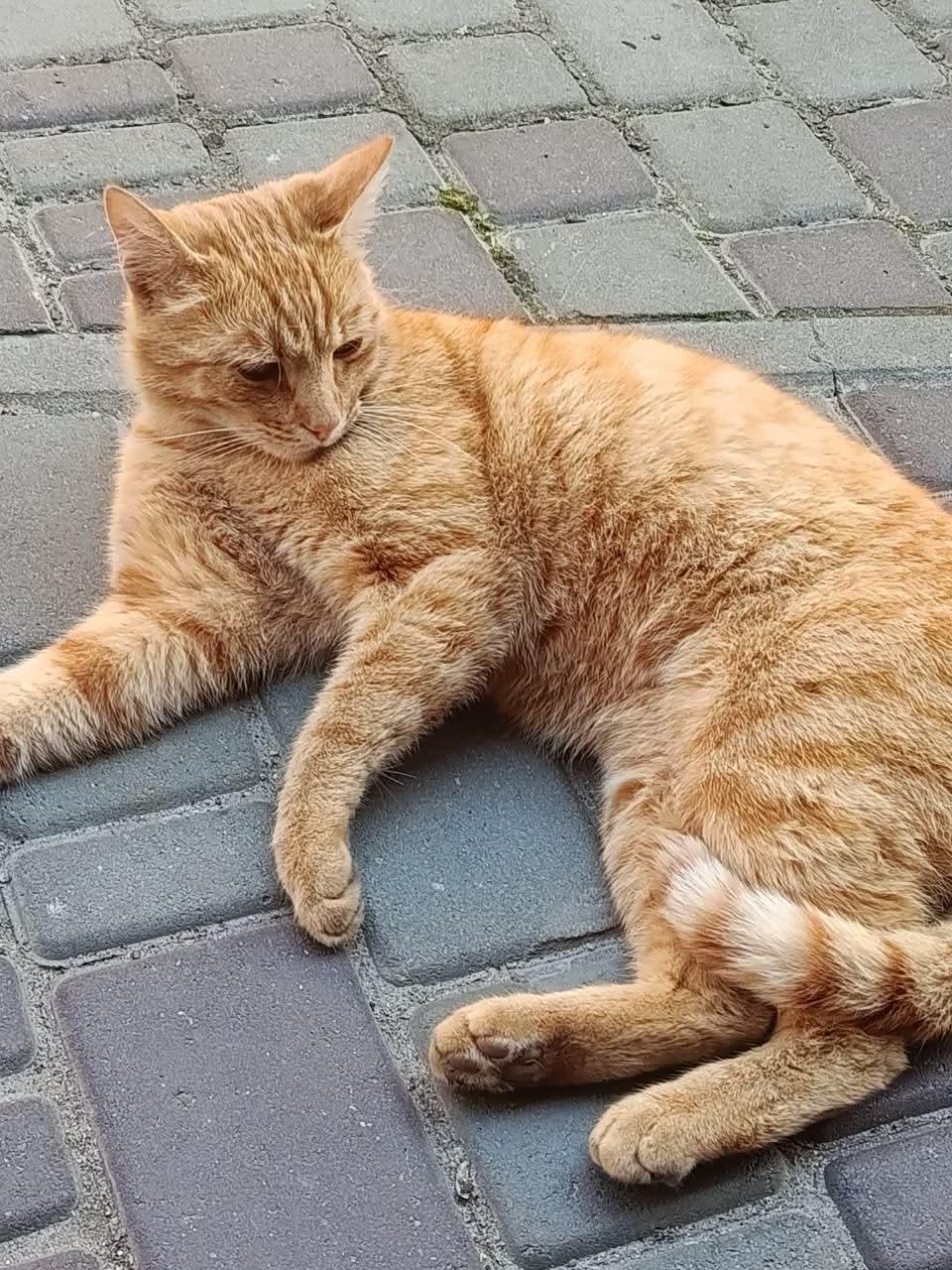 Po okupantų smūgio į veterinarijos kliniką Ukrainoje katinas grįžo namo, nuėjęs...
