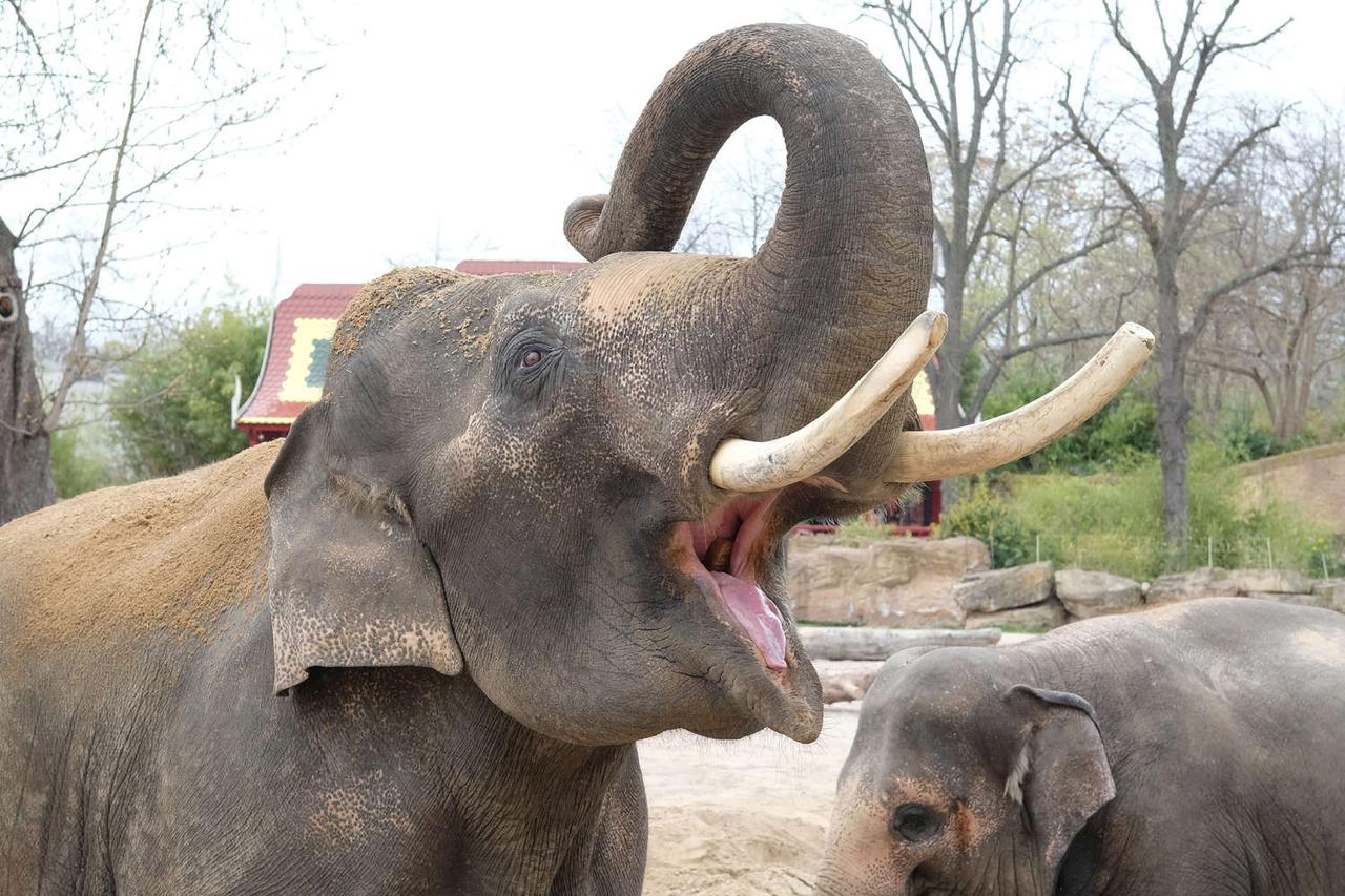 🐘 Dramblys 14 metų persekiojo vieną šeimą Nepale ir nužudė keturis jos narius....
