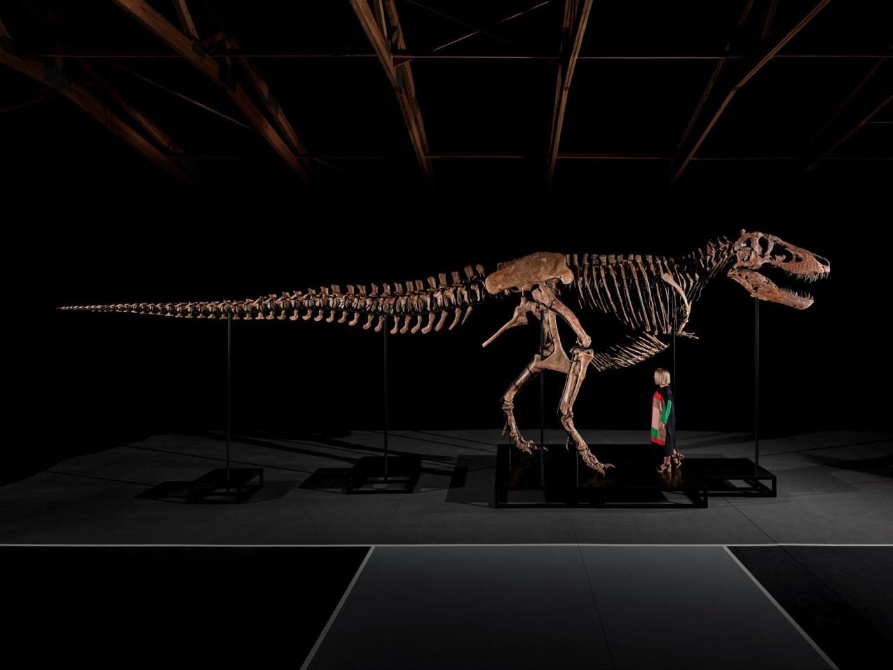 Už šiuos pinigus galima nusipirkti lėktuvą. Arba vieną dinozaurą.
Tyrannosaurus...