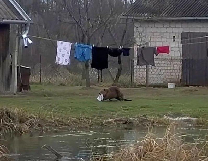 Pas lenką dingdavo apatiniai drabužiai. Pasirodo, juos vagia... bebras.
Lenkijos...