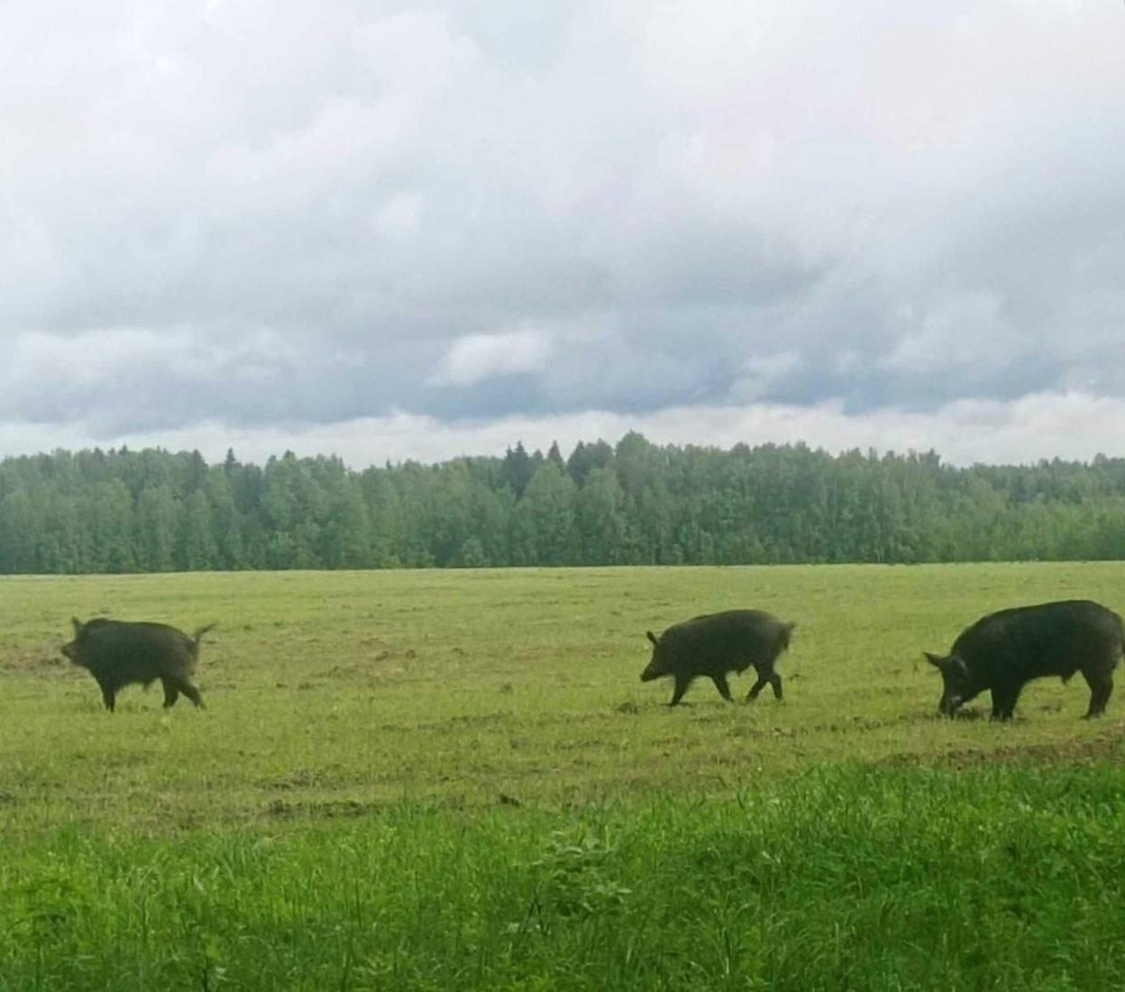 Įsiutusių kiaulių banda terorizuoja Rusijos kaimus.
Dešimtys gyvūnų kelia baimę...