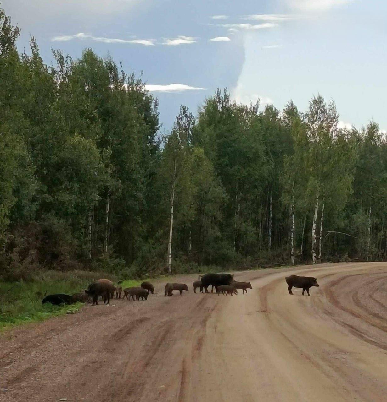 Įsiutusių kiaulių banda terorizuoja Rusijos kaimus.
Dešimtys gyvūnų kelia baimę...