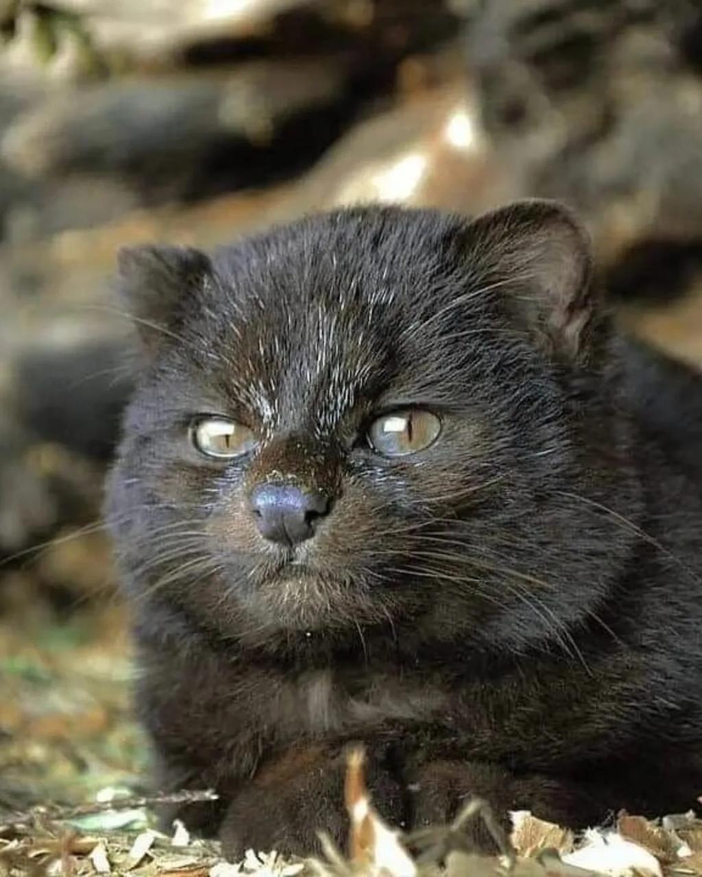 🐱 Mažiausia laukinė Amerikos katė

Susipažinkite – gvinija, maža laukinė katė,...